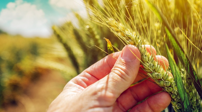 Entra in vigore la nuova politica agricola comune