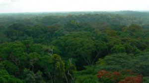 Le foreste che crescono al caldo sono più efficienti