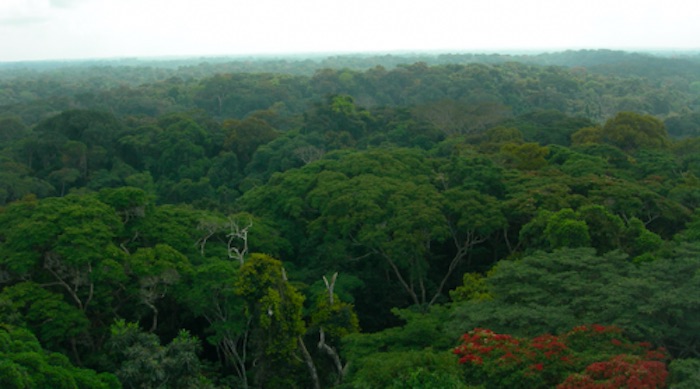 Le foreste che crescono al caldo sono più efficienti