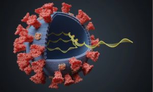Uno studio condotto dall’Istituto di biomembrane, bioenergetica e biotecnologie molecolari del Cnr di Bari, assieme all’Università degli Studi di Bari e all’Università Statale di Milano,