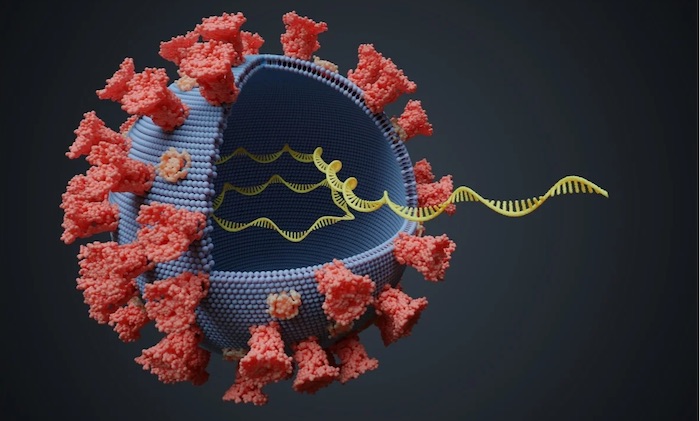 Uno studio condotto dall’Istituto di biomembrane, bioenergetica e biotecnologie molecolari del Cnr di Bari, assieme all’Università degli Studi di Bari e all’Università Statale di Milano,