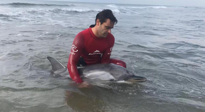 Lezioni di primo soccorso per delfini spiaggiati o a rischio spiaggiamento
