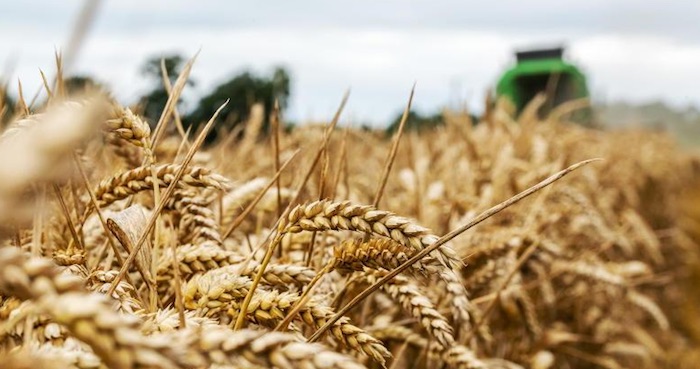 Commercio agroalimentare: l'Ue aumenta le esportazioni di cereali