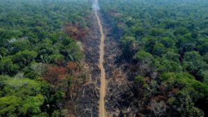 Un accordo tra Consiglio e Parlamento Ue per ridurre la deforestazione nel mondo