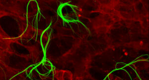 Le nuove frontiere della comunicazione cellulare artificiale