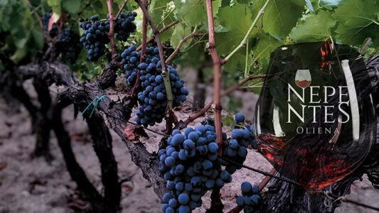 Nepentes 2025, a Oliena si festeggia il Cannonau celebrato da D'Annunzio